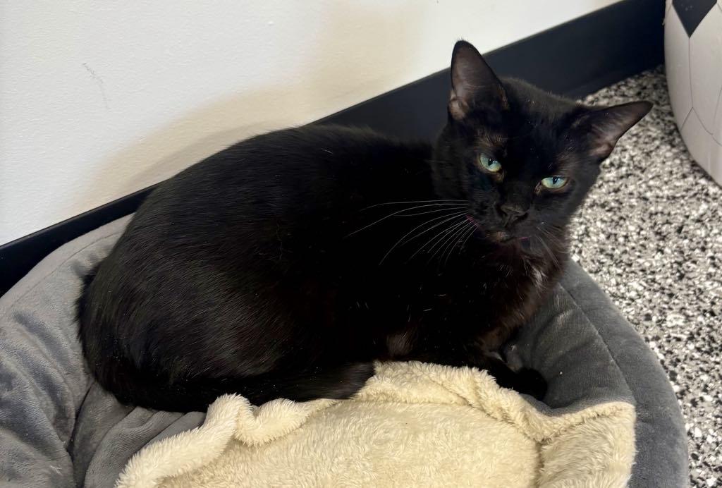 Enlarge Suzy, a ADOPTABLE Domestic Short Hair in Cortland, OH image 6/6