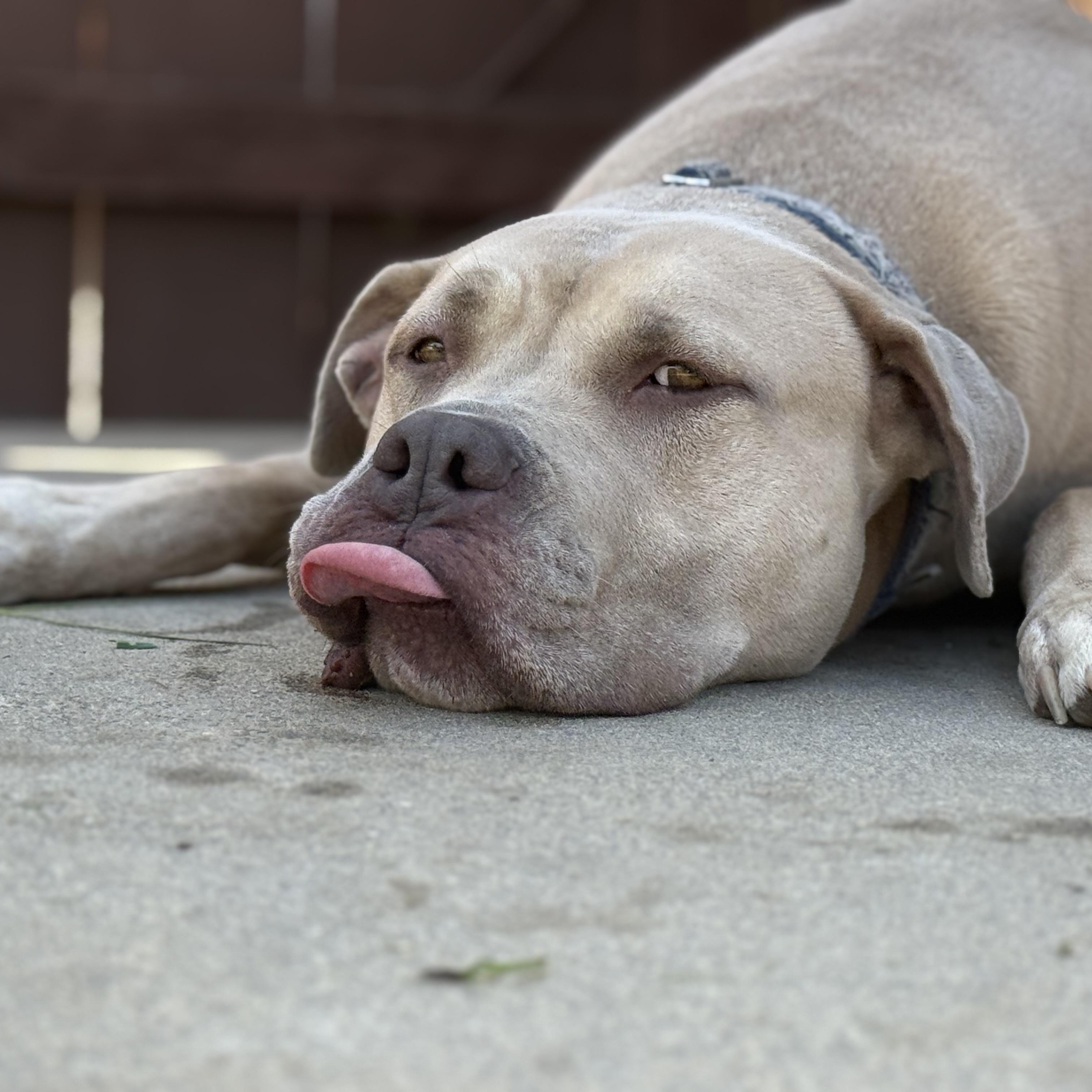 Enlarge Monte, a Adoptable mixed breed in Pleasanton, CA image 6/6