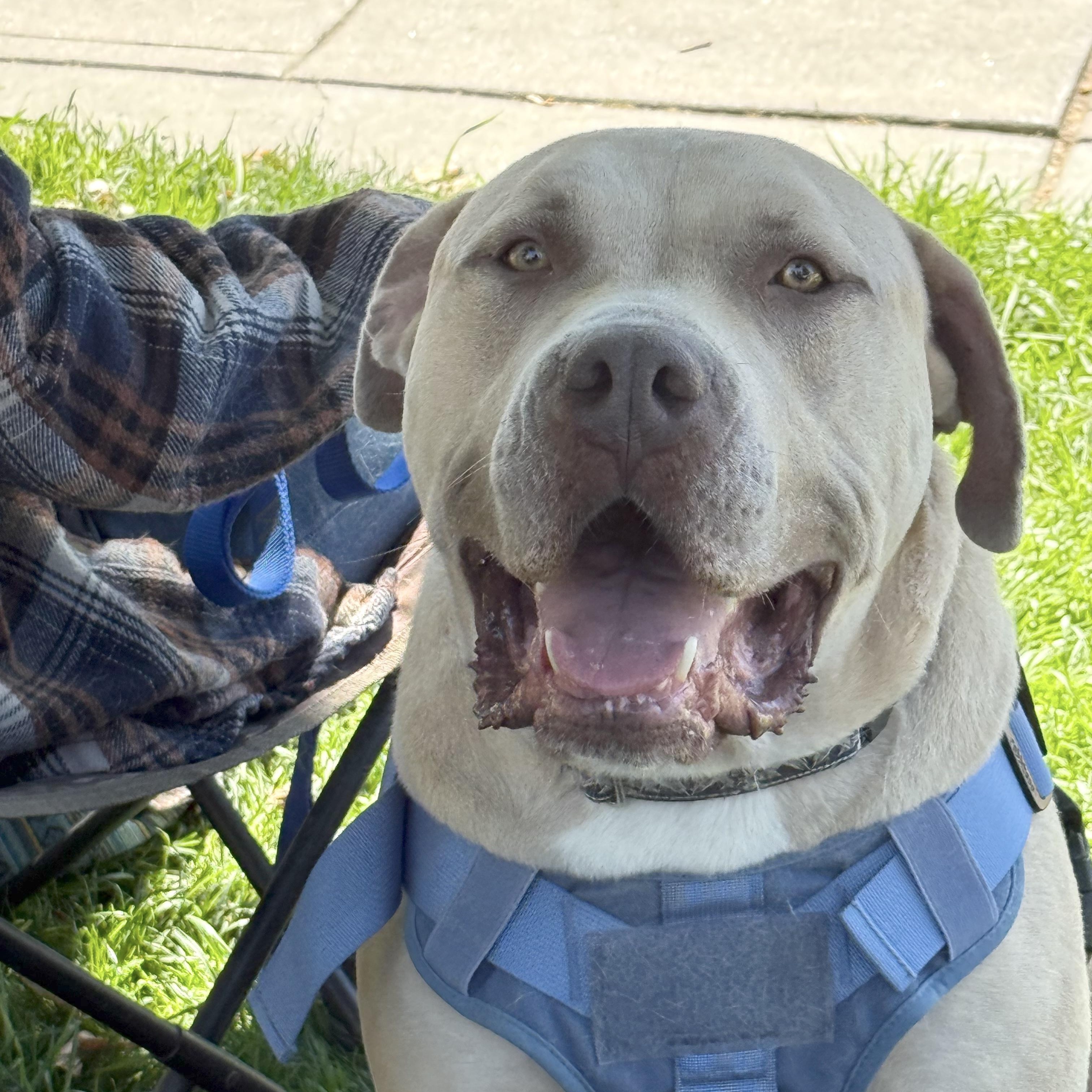 Monte, Adoptable, Adult Male Pit Bull Terrier & Mastiff.