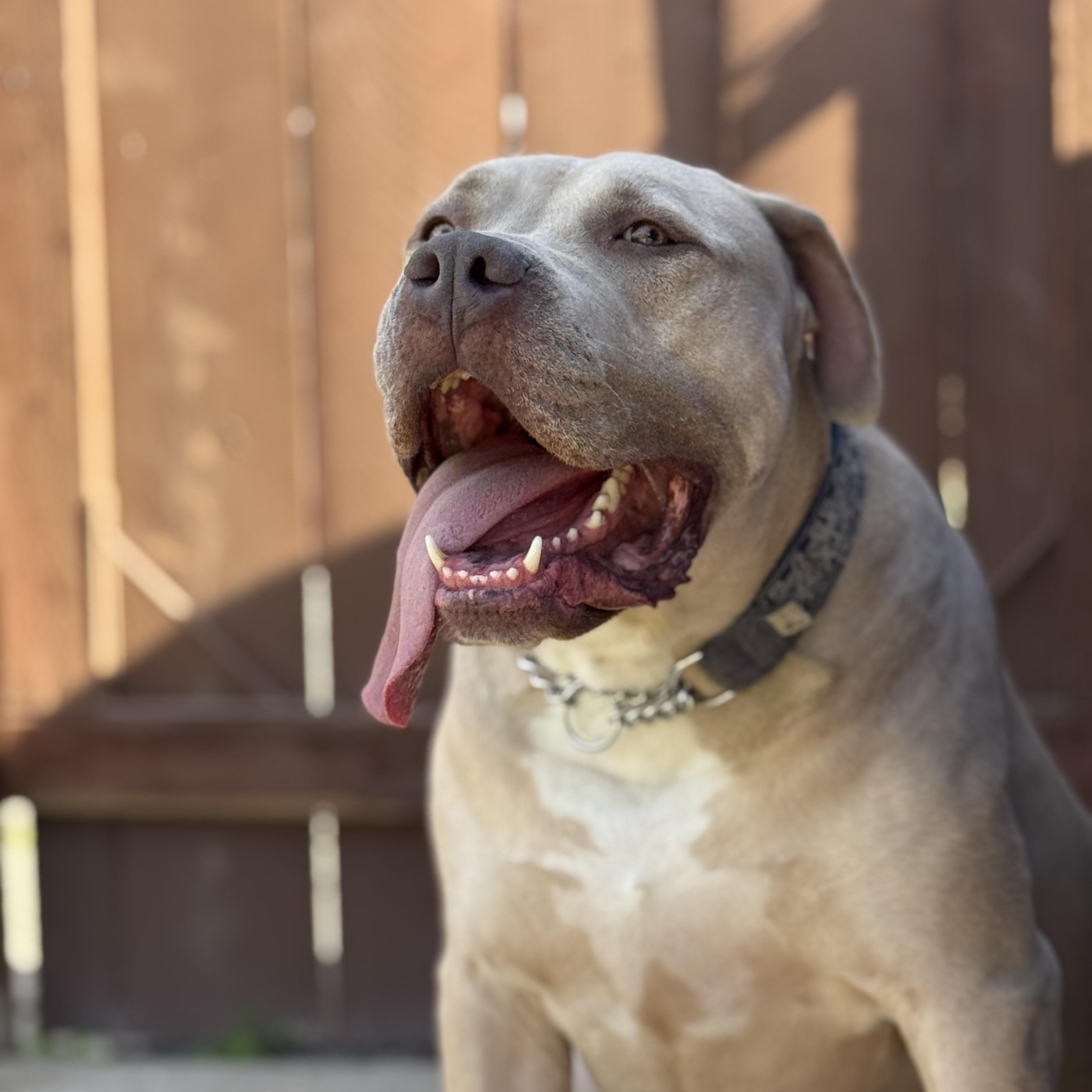 Enlarge Monte, a Adoptable mixed breed in Pleasanton, CA image 5/6