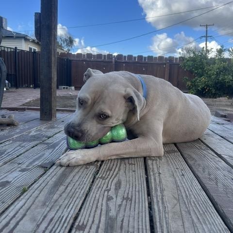 Enlarge Monte, a Adoptable mixed breed in Pleasanton, CA image 3/6