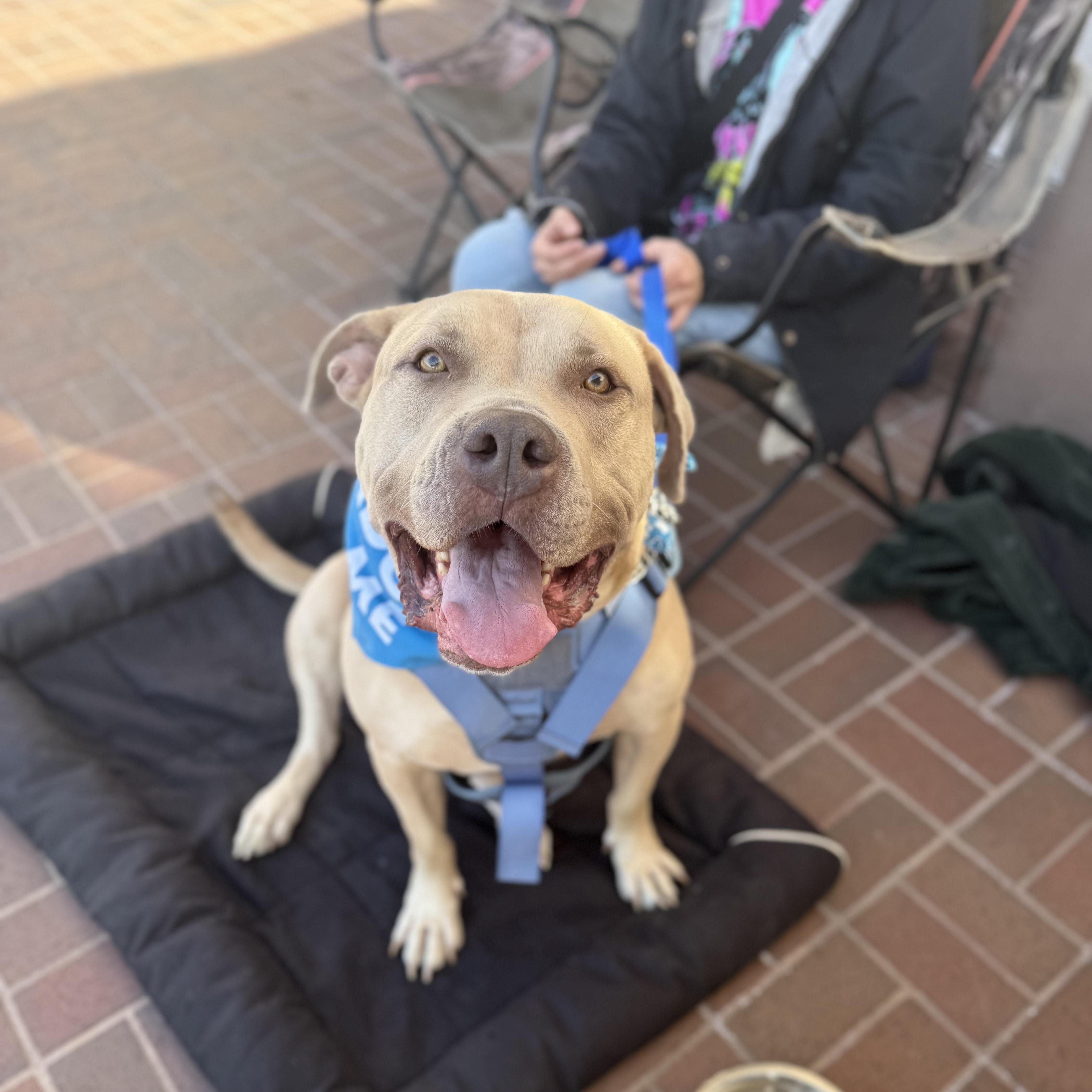 Enlarge Monte, a Adoptable mixed breed in Pleasanton, CA image 1/6
