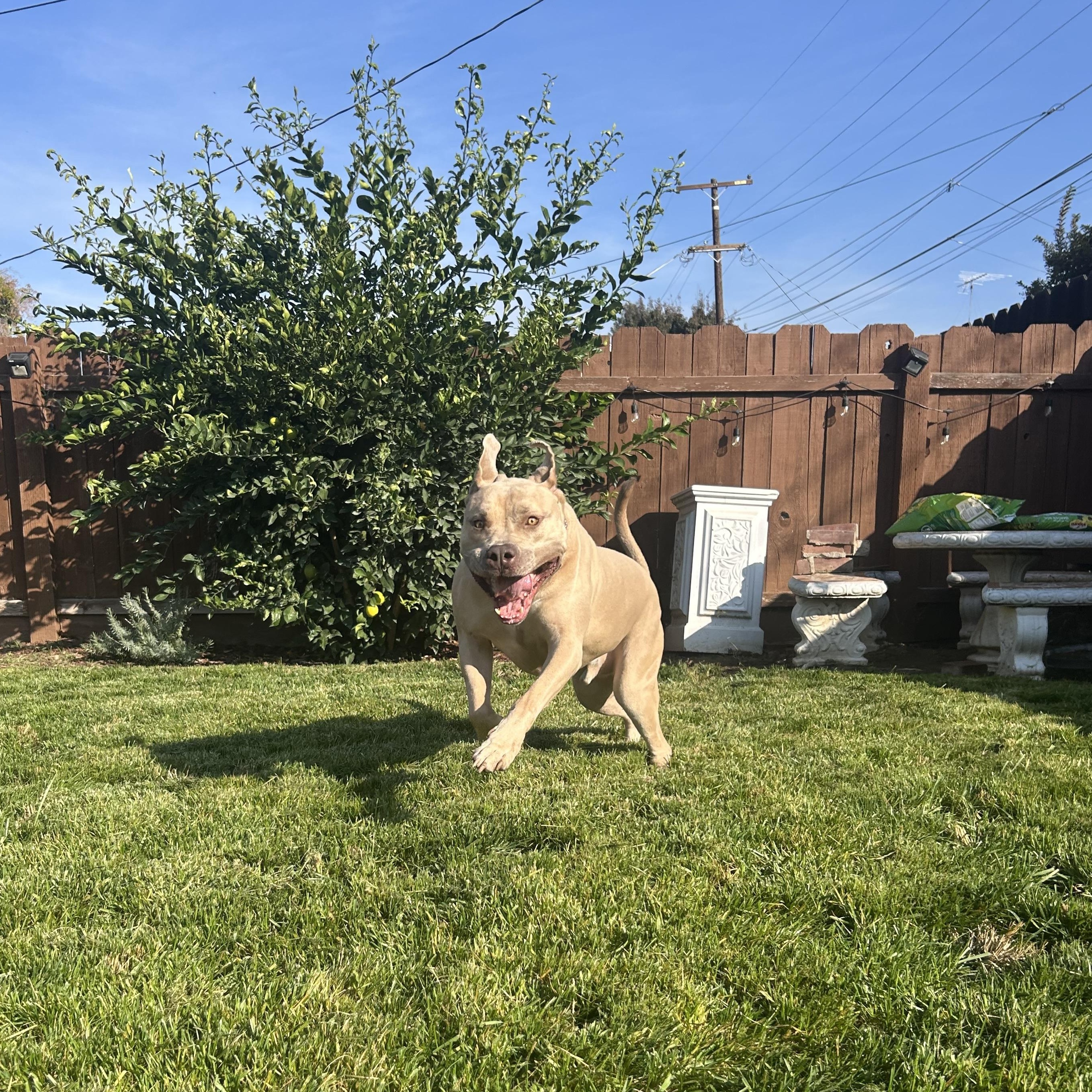 Monte, Adoptable, Adult Male Pit Bull Terrier & Mastiff.