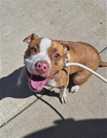 CAROLINA, Adoptable, Young Female Pit Bull Terrier.