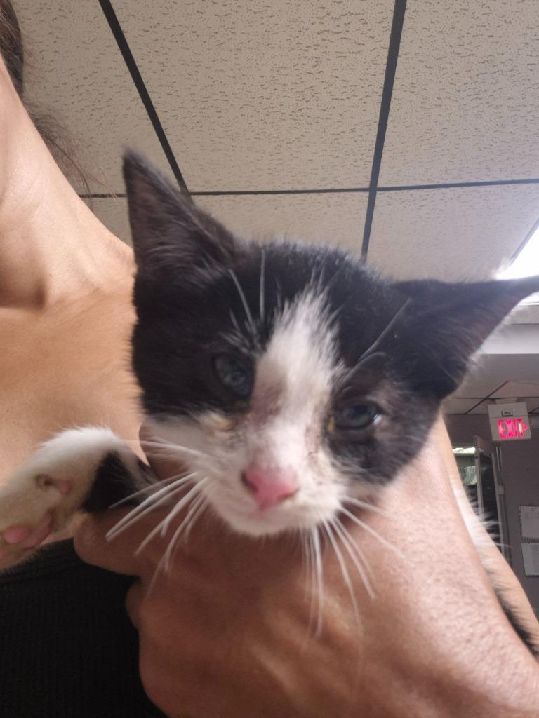 Velma, Adoptable, Kitten Female Domestic Short Hair.