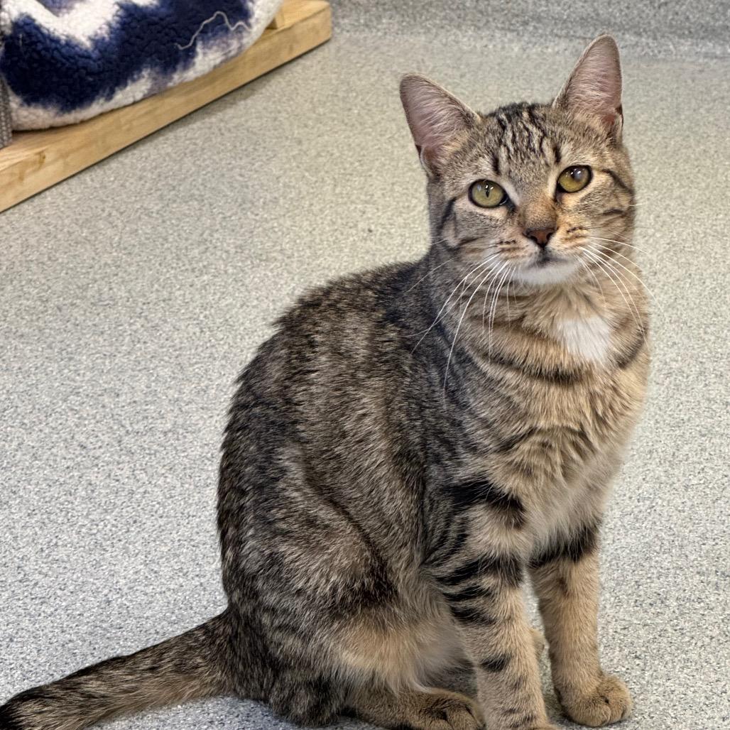 Travisa, Adoptable, Young Female Domestic Short Hair.