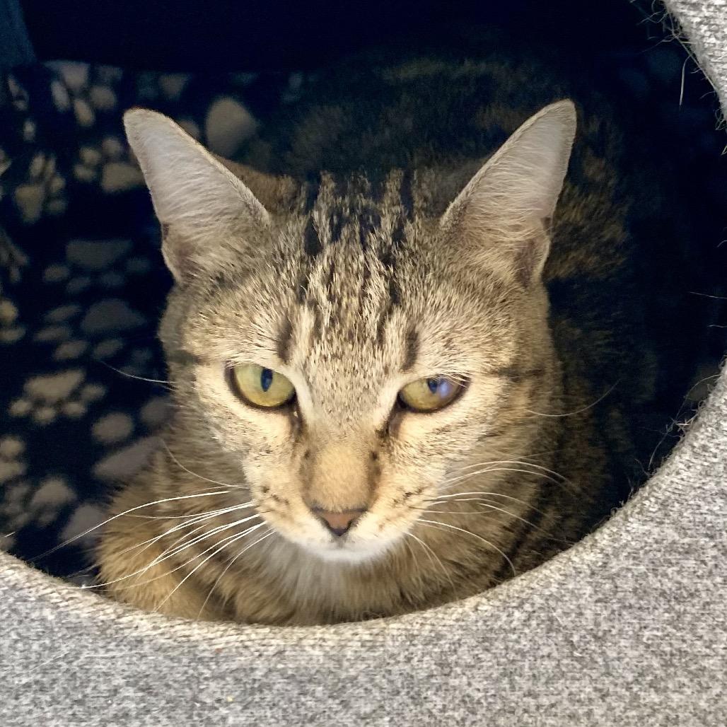 Travisa, Adoptable, Young Female Domestic Short Hair.