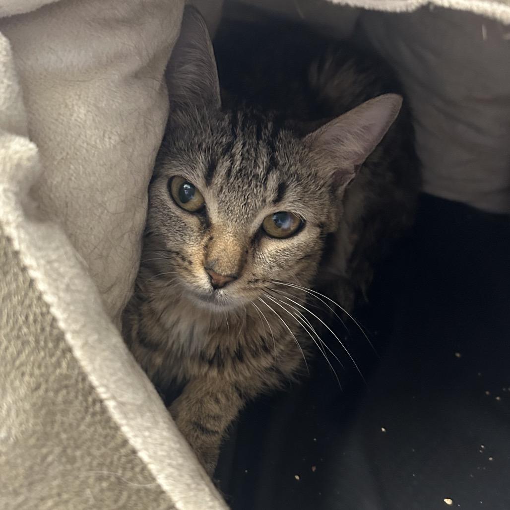 Enlarge Travisa, a Adoptable Domestic Short Hair in Wheeling, IL image 3/6