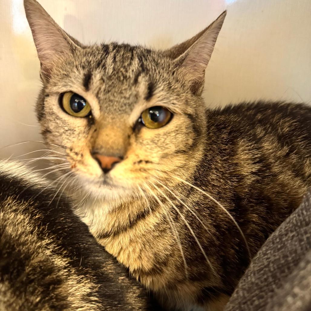 Enlarge Travisa, a Adoptable Domestic Short Hair in Wheeling, IL image 4/6