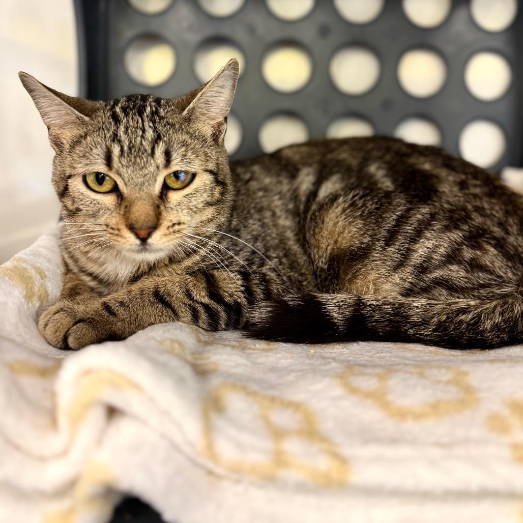 Enlarge Travisa, a Adoptable Domestic Short Hair in Wheeling, IL image 5/6