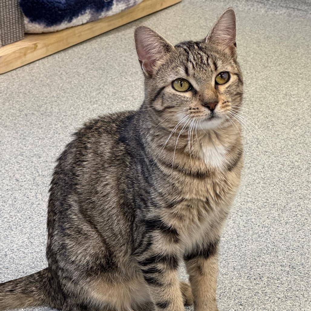 Enlarge Travisa, a Adoptable Domestic Short Hair in Wheeling, IL image 6/6