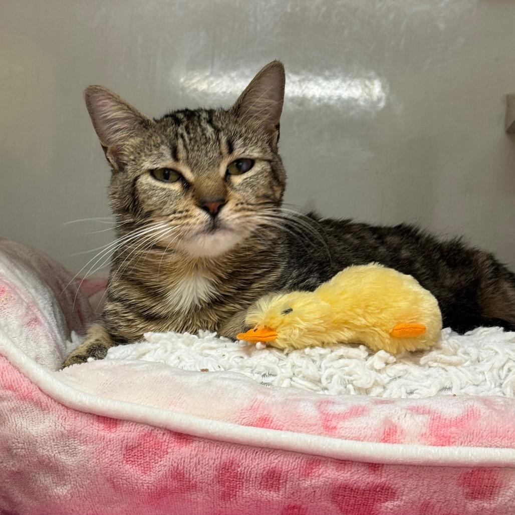 Enlarge Travisa, a Adoptable Domestic Short Hair in Wheeling, IL image 6/6