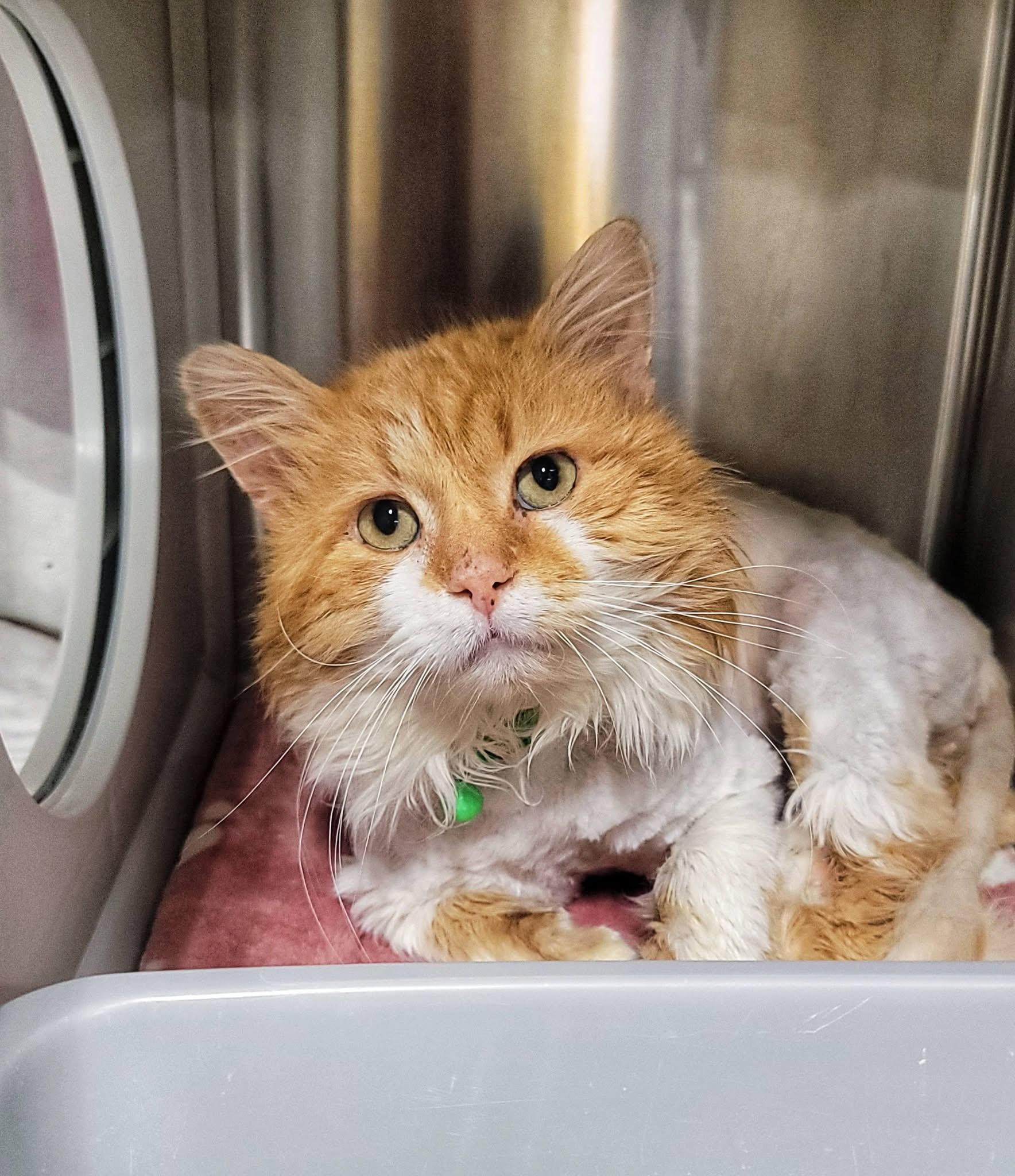 OGILVIE, an adopted Domestic Medium Hair in Grand Rapids, MI image 2/5