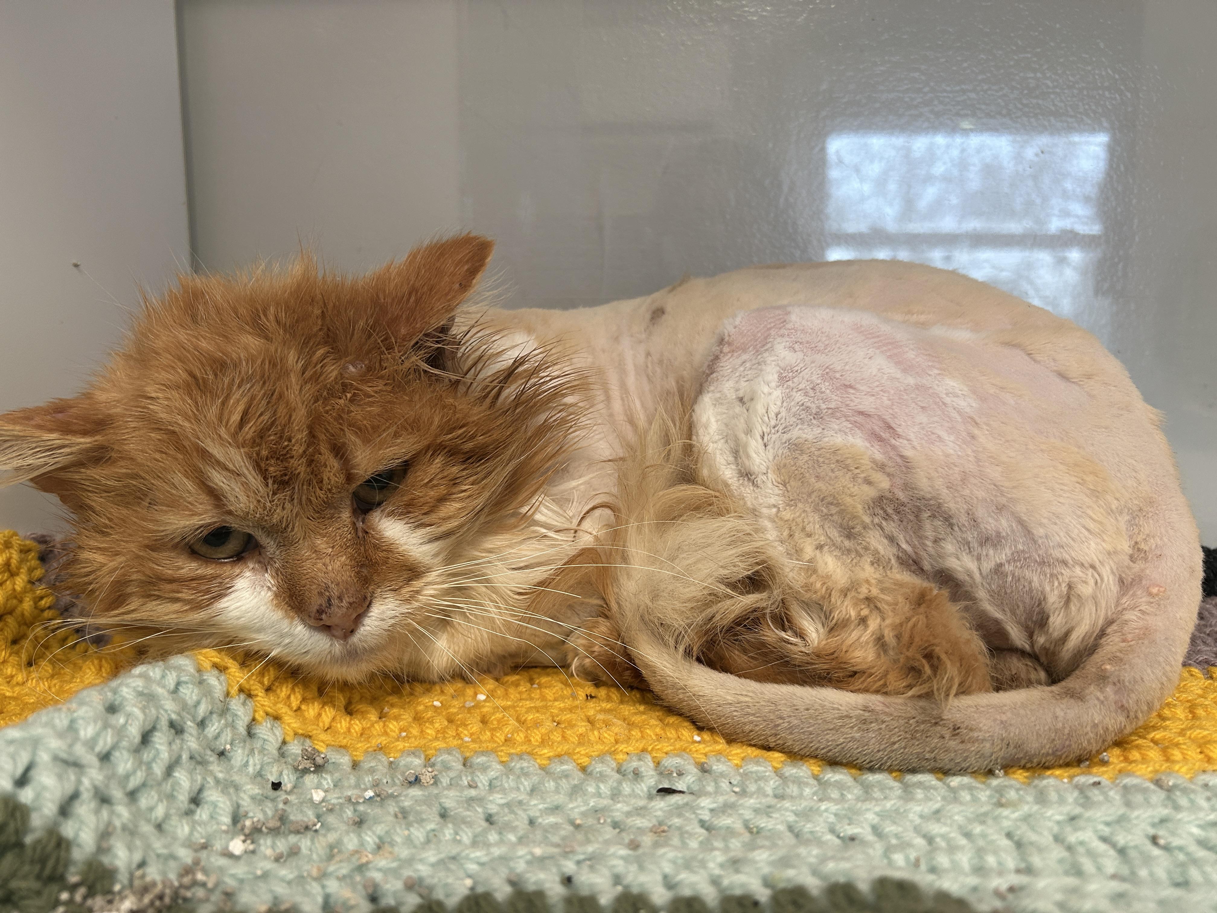 OGILVIE, an adopted Domestic Medium Hair in Grand Rapids, MI image 4/5