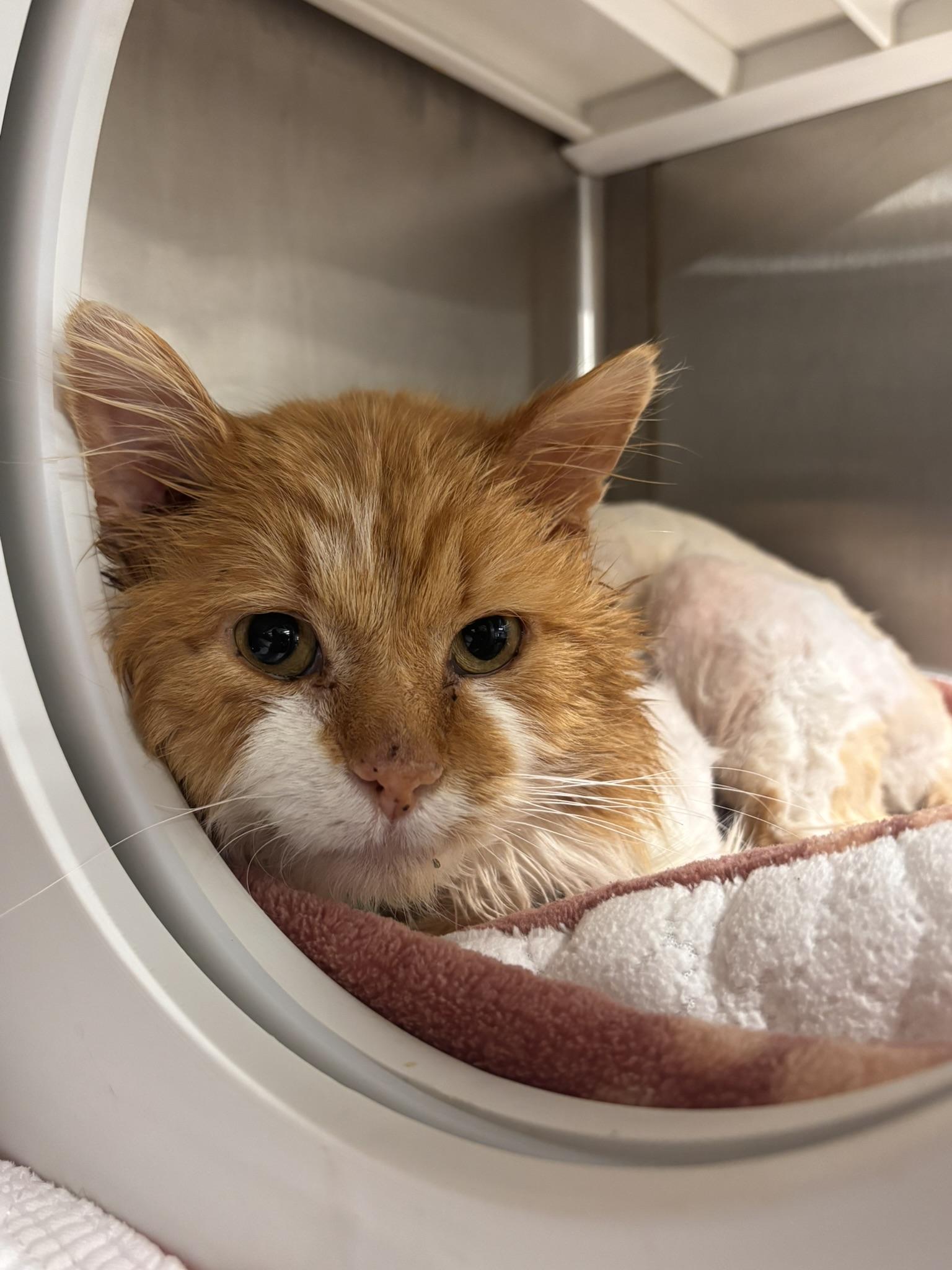 OGILVIE, an adopted Domestic Medium Hair in Grand Rapids, MI image 3/5
