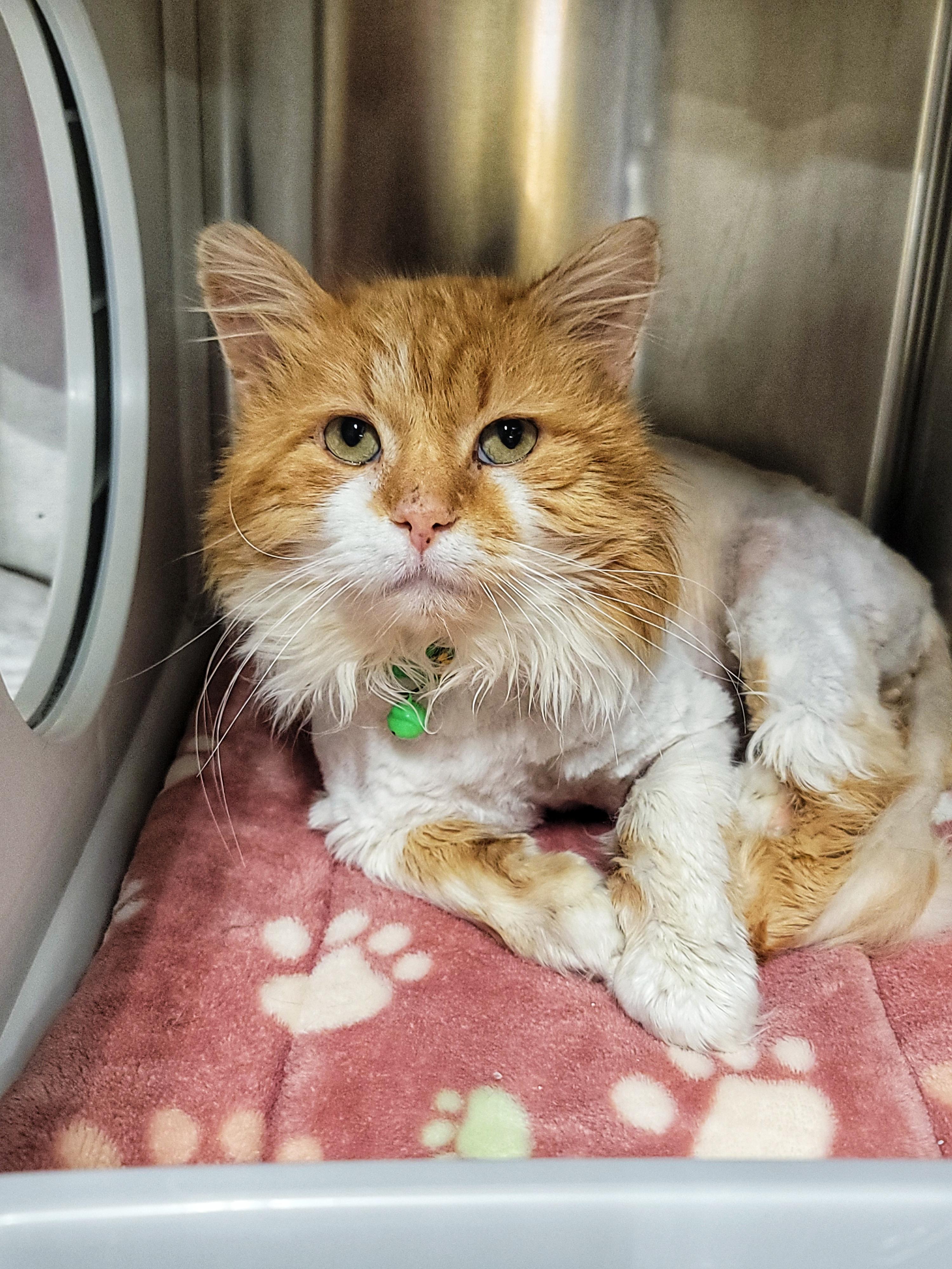 OGILVIE, an adopted Domestic Medium Hair in Grand Rapids, MI image 1/5