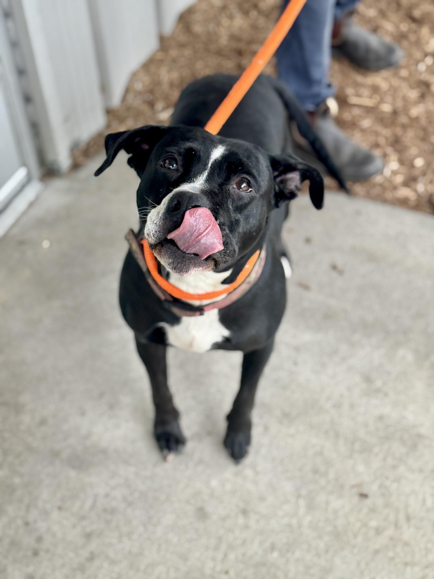 Cucumber, Adoptable, Adult Female Pit Bull Terrier.