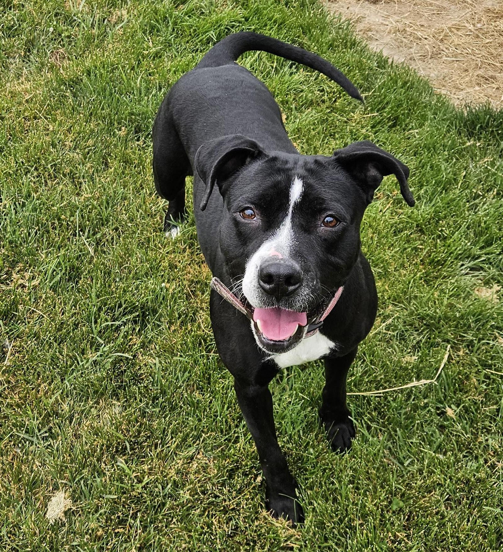 Cucumber, a Adoptable mixed breed in Benton Harbor, MI image 2/6