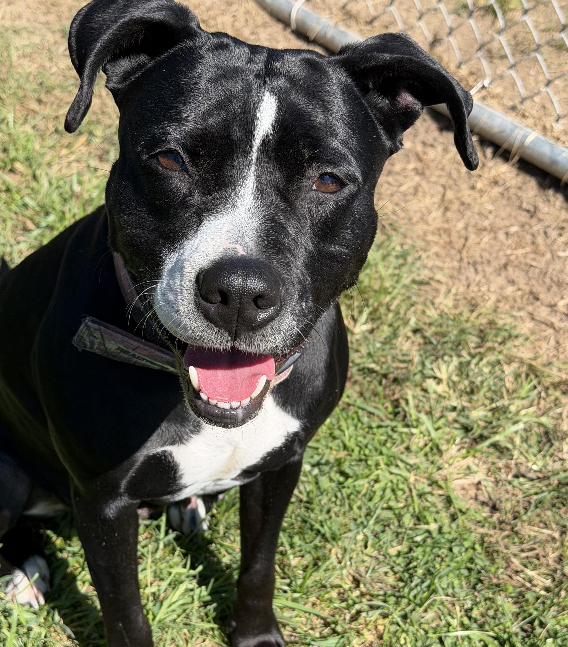 Cucumber, Adoptable, Adult Female Pit Bull Terrier.