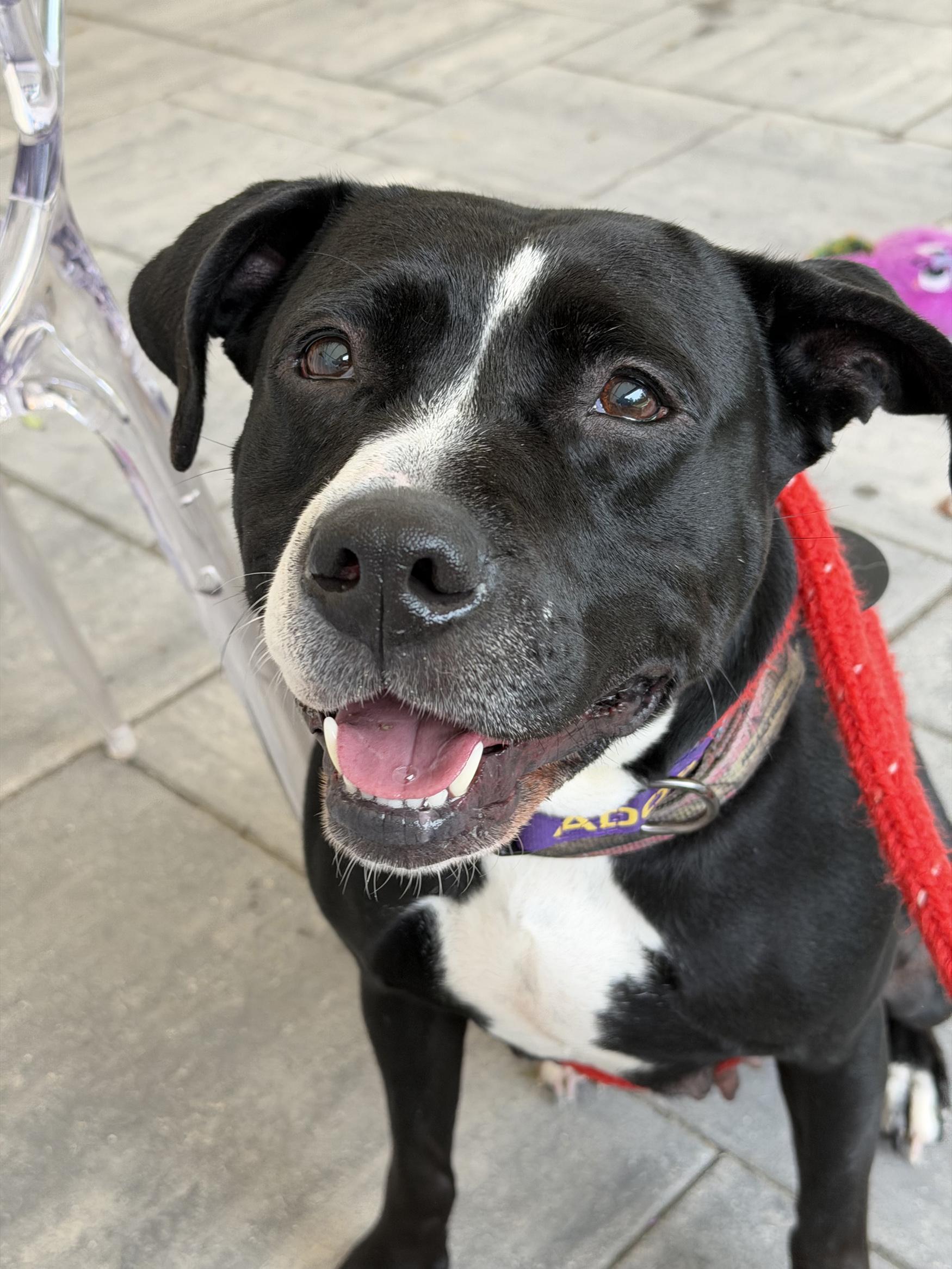 Cucumber, Adoptable, Adult Female Pit Bull Terrier.