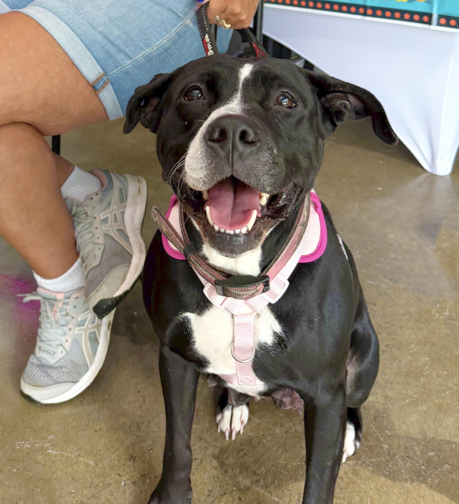 Enlarge Cucumber, a Adoptable mixed breed in Benton Harbor, MI image 3/6