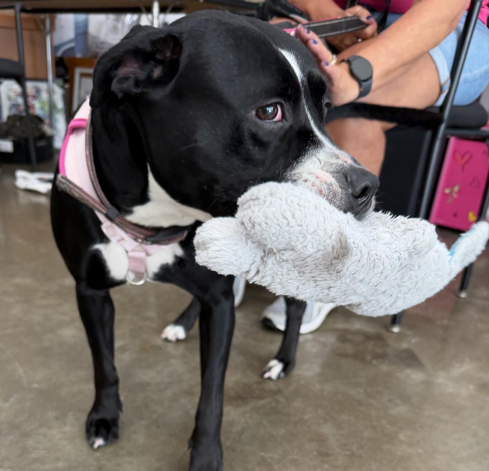 Enlarge Cucumber, a Adoptable mixed breed in Benton Harbor, MI image 2/6
