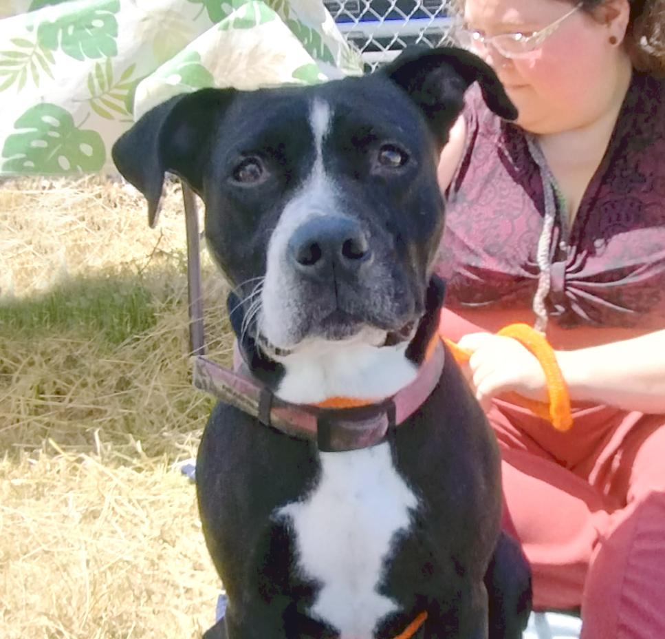 Cucumber, Adoptable, Adult Female Pit Bull Terrier.