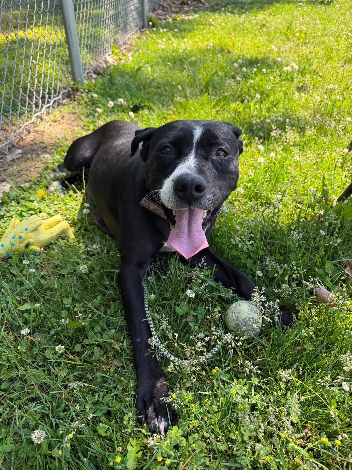 Cucumber, a Adoptable mixed breed in Benton Harbor, MI image 3/6