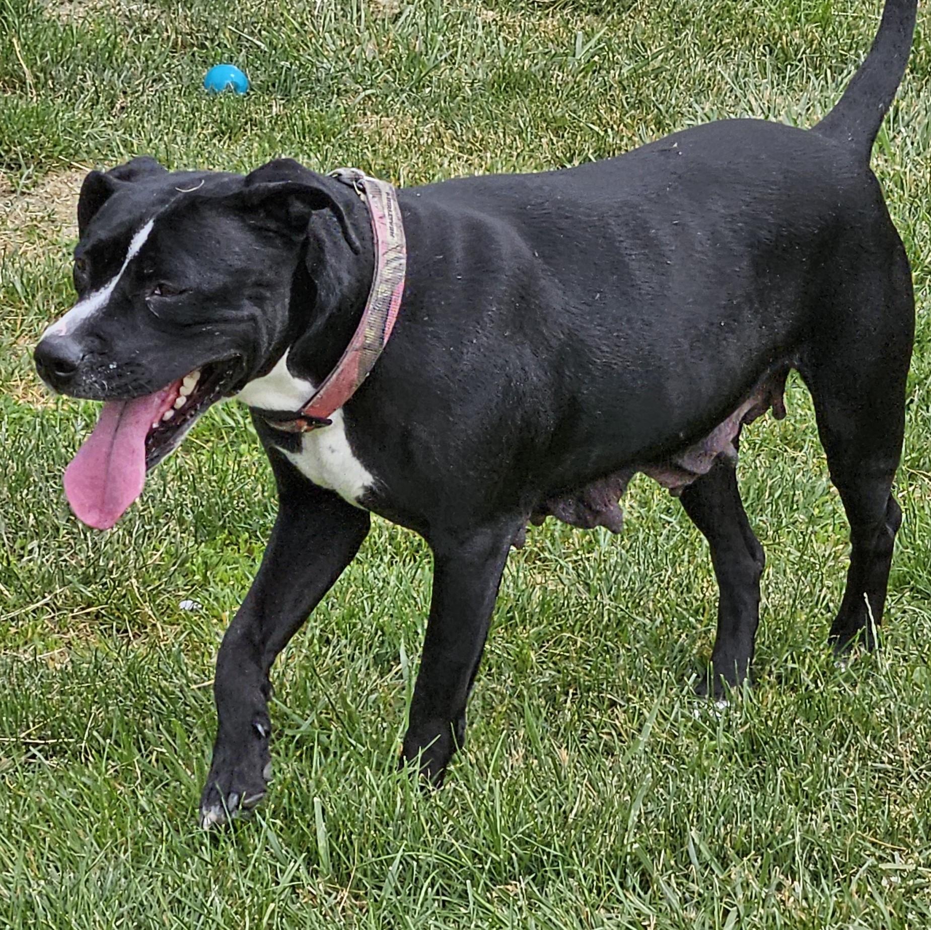 Cucumber, a Adoptable mixed breed in Benton Harbor, MI image 5/6
