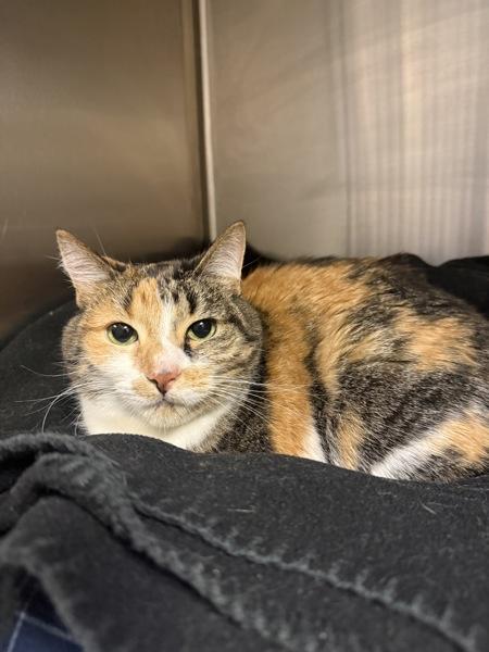 Squeaks (sunshine), Adoptable, Senior Female Domestic Short Hair.