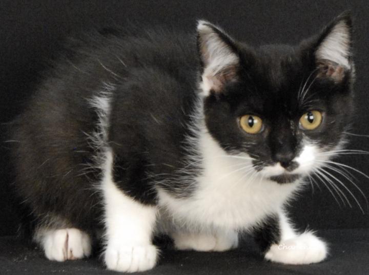 Marshmellow, Adoptable, Kitten Female Domestic Short Hair.