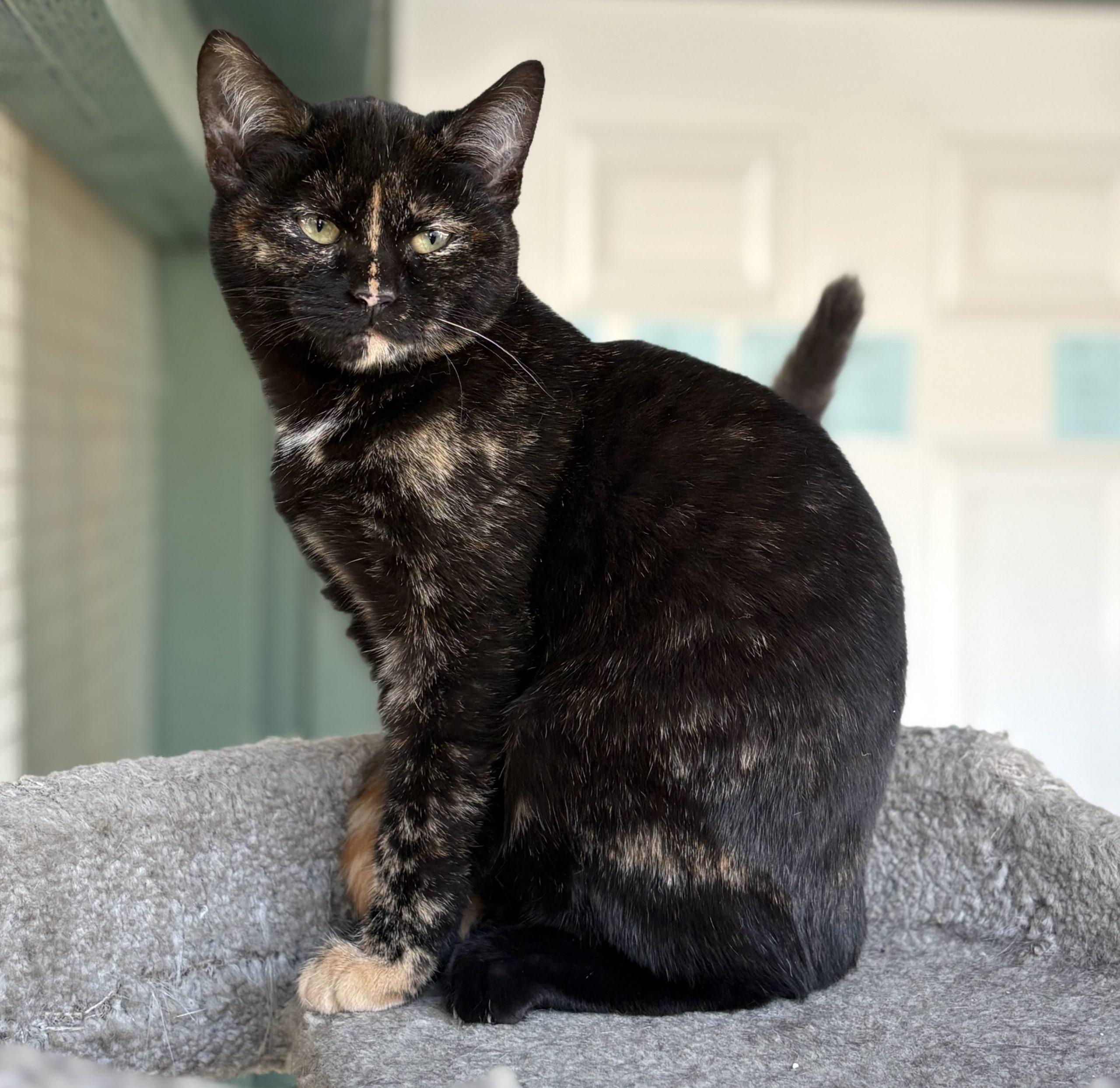 Libby, a Adoptable Domestic Short Hair in Lathrop, CA image 1/2