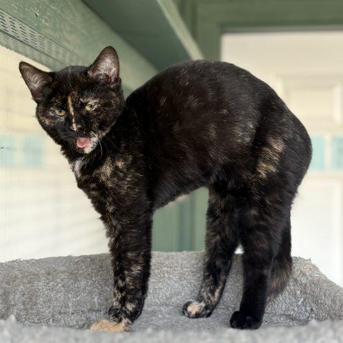 Libby, a Adoptable Domestic Short Hair in Lathrop, CA image 2/2