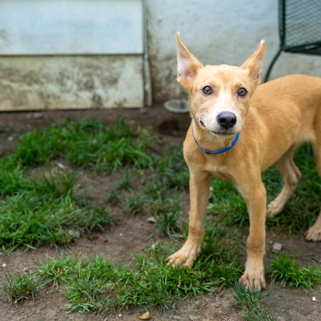 Tanner, Adoptable, Young Male Shepherd & Mixed Breed.