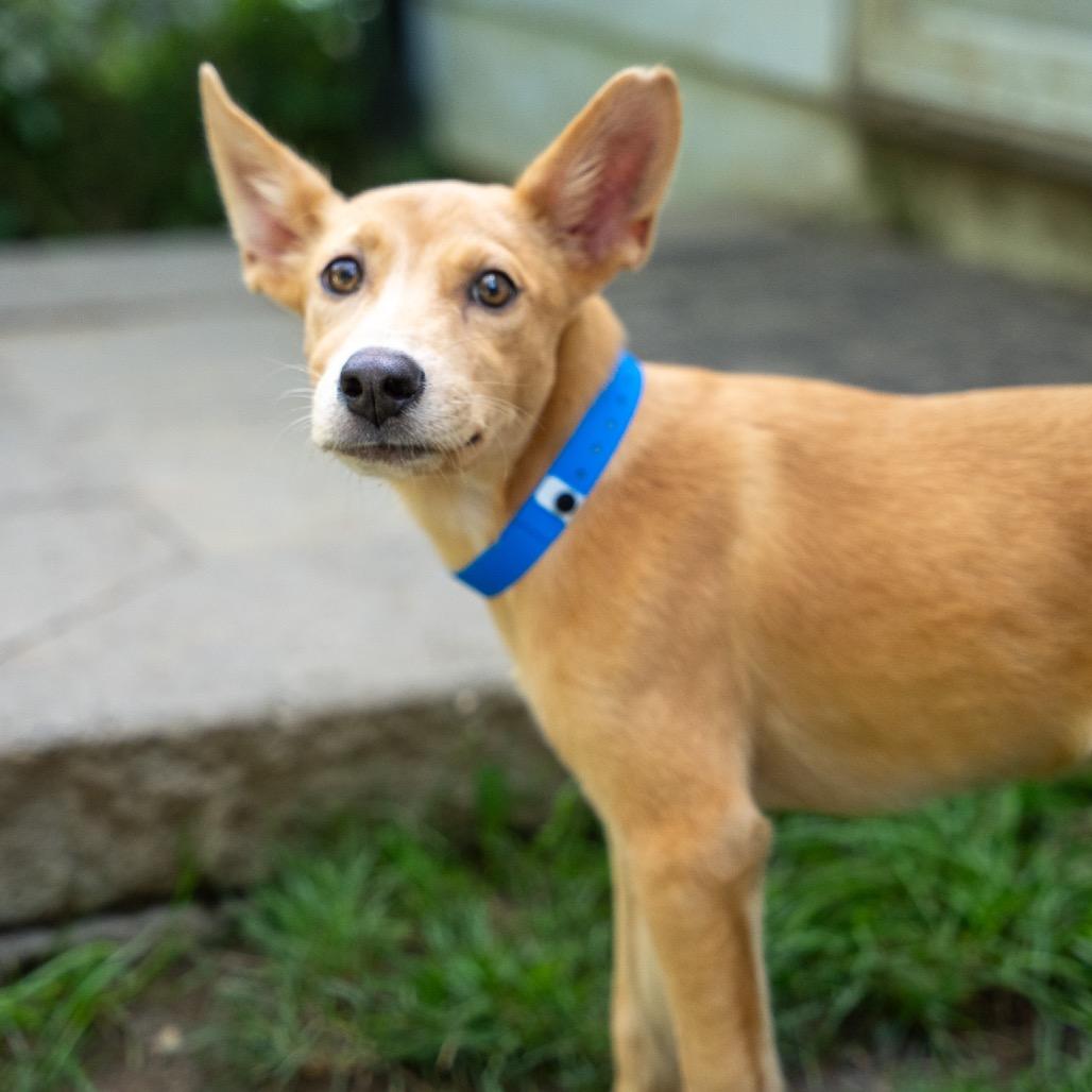 Enlarge Tanner, a Adoptable mixed breed in Pawling, NY image 2/6