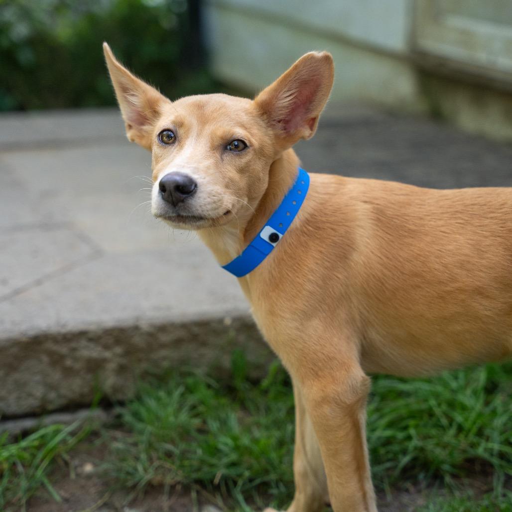 Enlarge Tanner, a Adoptable mixed breed in Pawling, NY image 3/6