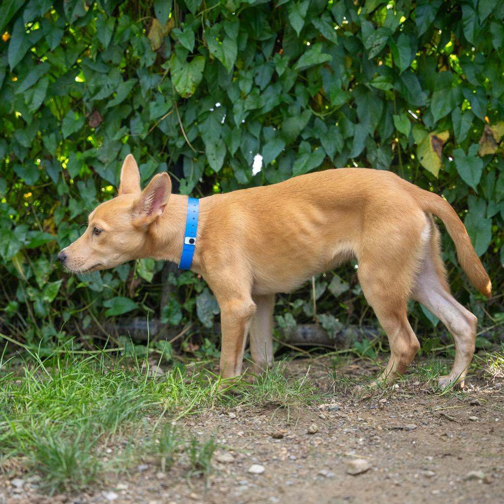 Enlarge Tanner, a Adoptable mixed breed in Pawling, NY image 4/6