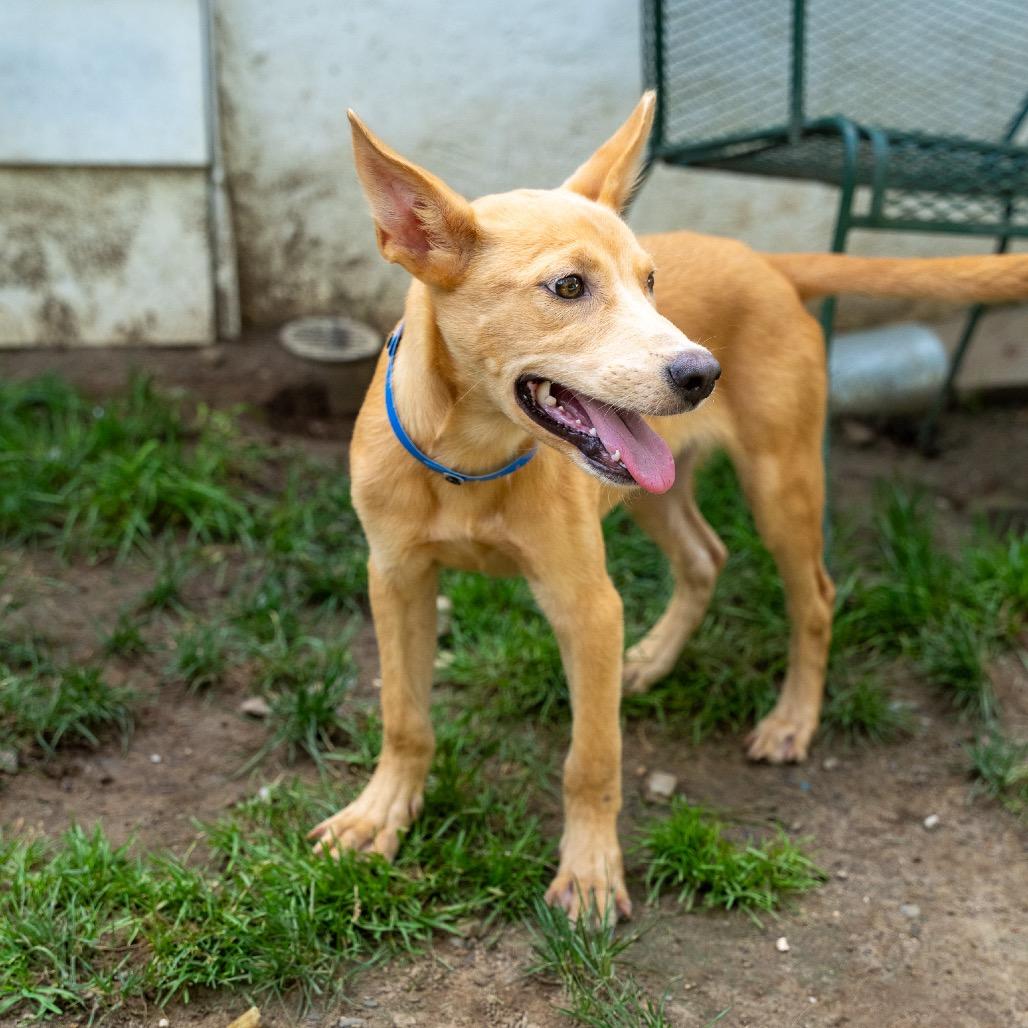 Enlarge Tanner, a Adoptable mixed breed in Pawling, NY image 5/6