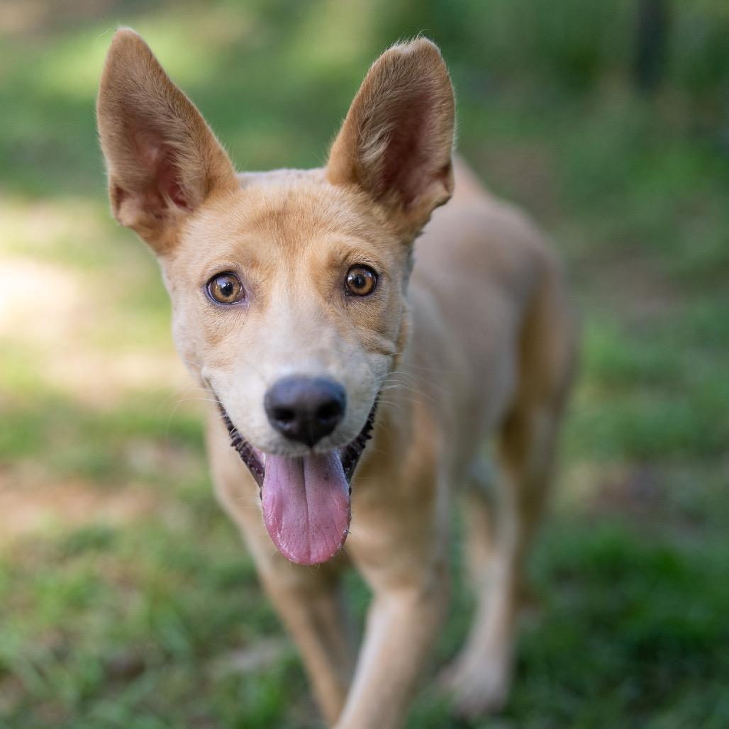 Enlarge Tanner, a Adoptable mixed breed in Pawling, NY image 6/6