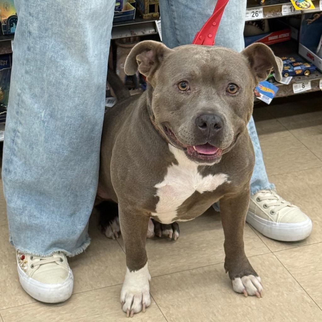 Dallas, Adoptable, Adult Male Pit Bull Terrier.