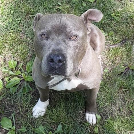 Dallas, Adoptable, Adult Male Pit Bull Terrier.