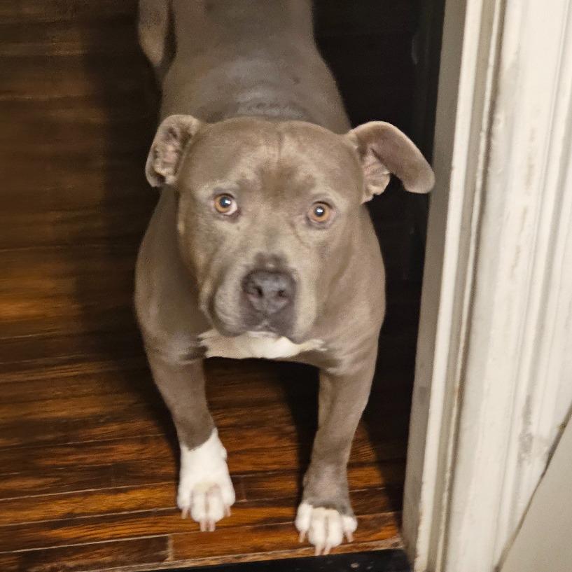 Dallas, a Adoptable Pit Bull Terrier in Little Rock, AR image 2/3