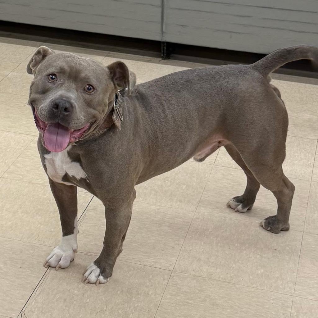 Enlarge Dallas, a Adoptable Pit Bull Terrier in Little Rock, AR image 4/6