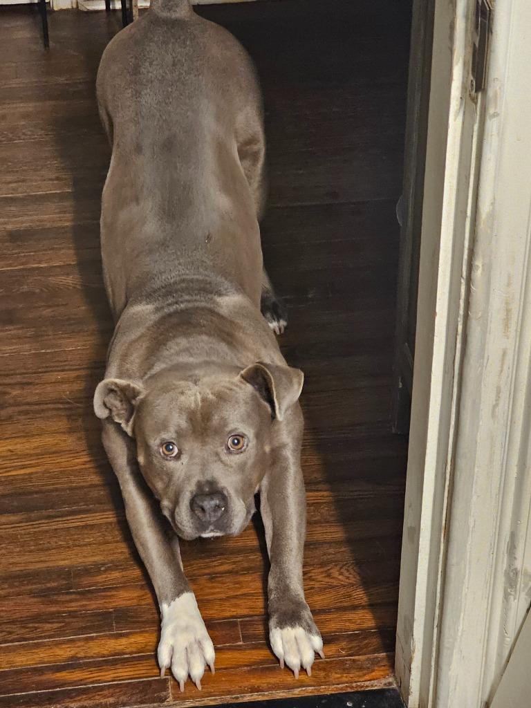 Dallas, a Adoptable Pit Bull Terrier in Little Rock, AR image 3/3