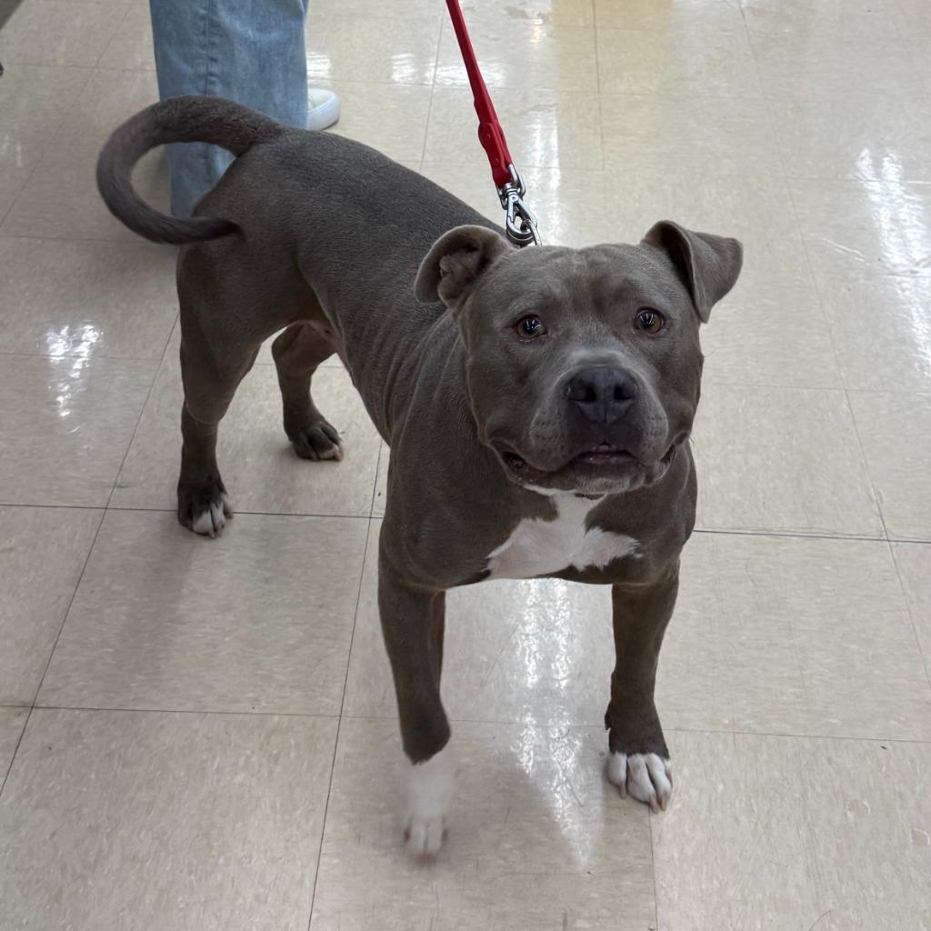 Enlarge Dallas, a Adoptable Pit Bull Terrier in Little Rock, AR image 6/6