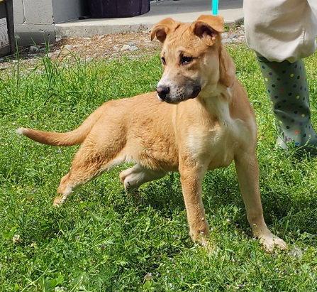260317 Dixie, a Adoptable mixed breed in Wetumpka, AL image 1/3