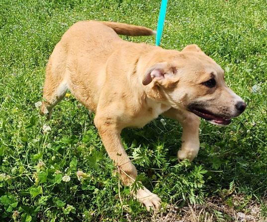 260317 Dixie, a Adoptable mixed breed in Wetumpka, AL image 2/3