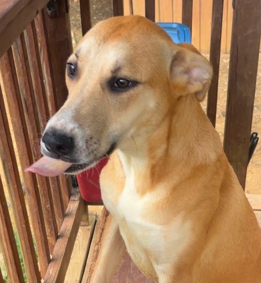 Enlarge 260317 Dixie, a Adoptable mixed breed in Wetumpka, AL image 1/2