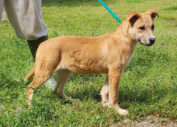 260317 Dixie, a Adoptable mixed breed in Wetumpka, AL image 3/3