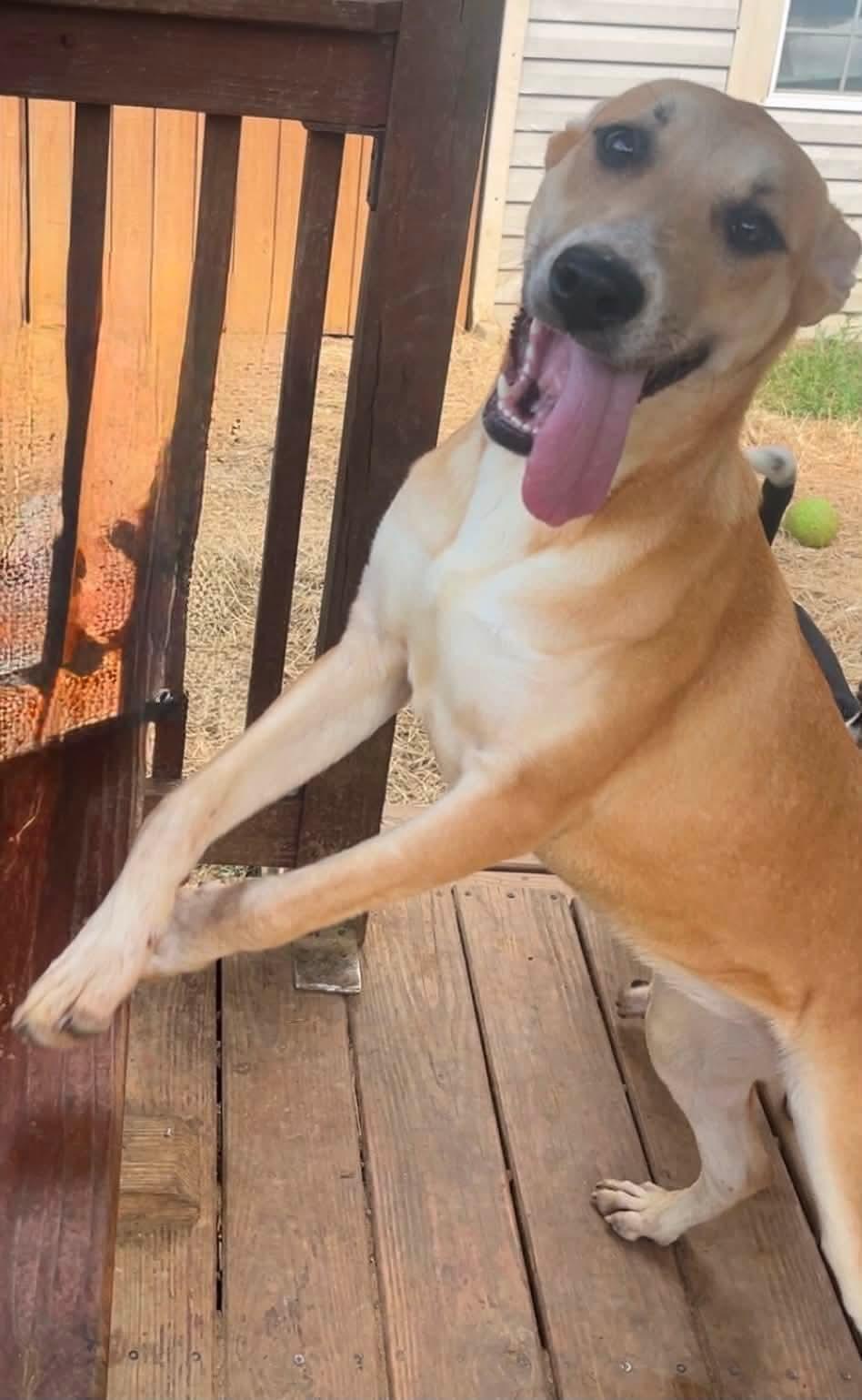 Enlarge 260317 Dixie, a Adoptable mixed breed in Wetumpka, AL image 2/2